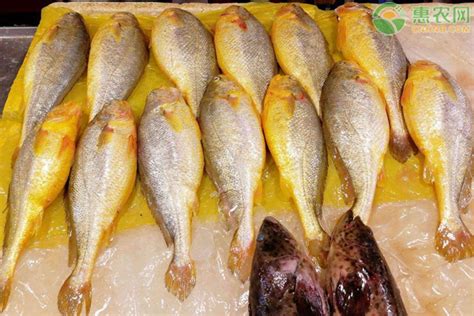 海名威 冷冻黄花鱼600g/条 大黄鱼 深海鱼 生鲜鱼类 海鲜水产-商品详情-光明菜管家