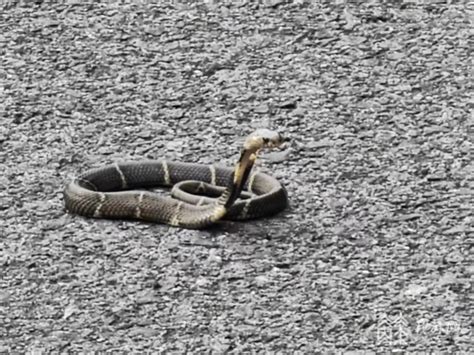 中国十大毒蛇之一的原矛头蝮，毒性很强的尖头蛇看着就吓人！|孟加拉国|蝮|矛头_新浪新闻