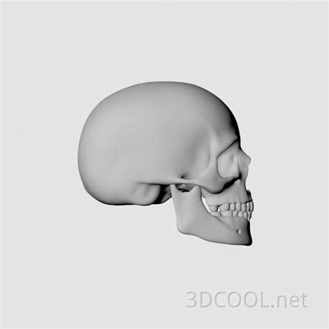 头骨 / 骷髅头 3D模型 免费下载 - 3DCOOL 3D酷站