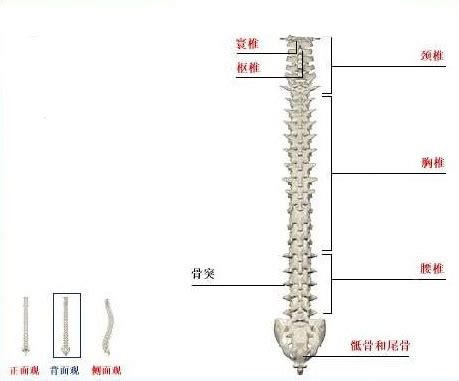 教学模型_股骨头和肌肉脊柱模型 活动脊柱 可弯曲骨骼 - 阿里巴巴