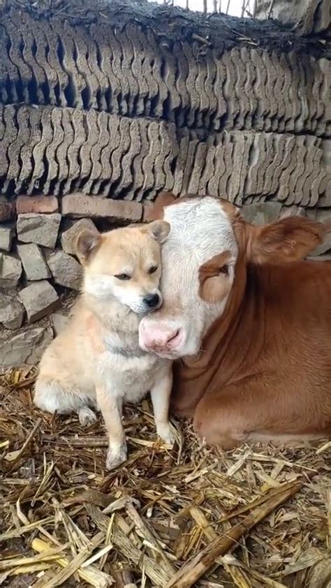 小狗和牛的关系太好了，其实动物之间也有感情_新浪新闻