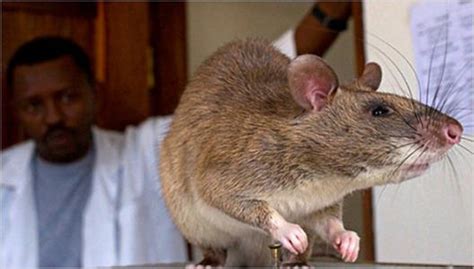【灭鼠公司】老鼠为什么可以“入侵”高层住宅_灭老鼠_除四害消杀灭虫网