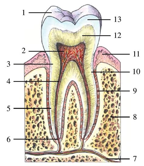 图2-7 牙的构造-基础医学-医学