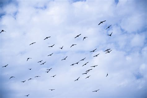 天空飞翔的鸟群高清图片下载_红动网