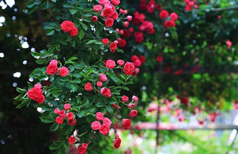 蔷薇的花语是什么?蔷薇的寓意和象征-行业新闻-中国花木网