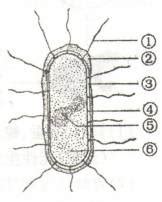 大肠杆菌作为基因工程受体菌具有哪些特点