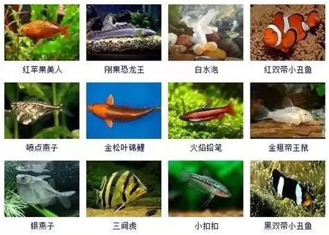 淡水观赏鱼的种类大全 十种好养的观赏鱼_华夏智能网