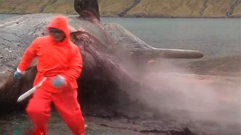 丹麦巨头鲸尸体“爆炸”喷出内脏_新浪图片