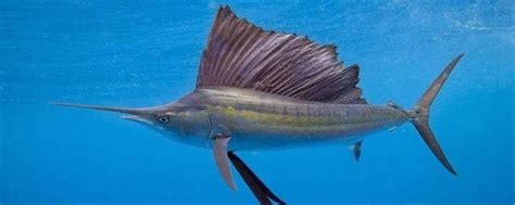 盘点5种奇特的鱼类，旗鱼在水中3秒钟可游动91米！|旗鱼|鱼|翻车鱼_新浪新闻