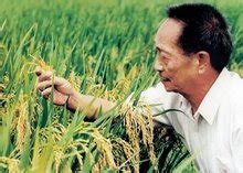 杂交水稻作物管理高清图片下载-正版图片600007868-摄图网