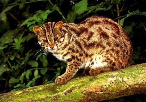 野生狸猫图片