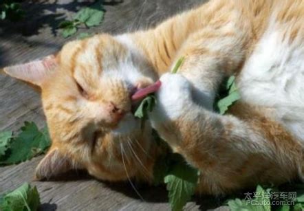 揭秘猫最爱吃的10种食物，一文盘点猫咪爱吃的食物_论坛广告专区_太平洋汽车论坛