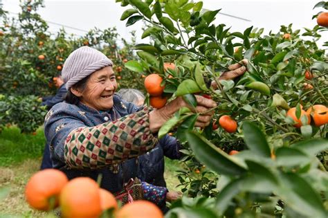 春橙每年能为开州果农带来接近10亿元收入，果园里，农户们正在辛勤采摘。