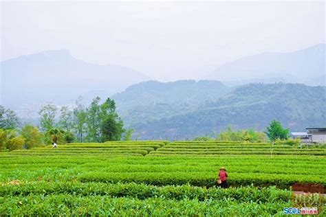 雅安雨城 农业供给侧崛起绿色产业-2017第五期-当代县域经济网