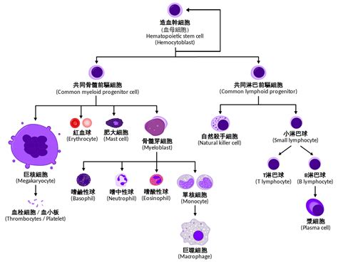 造血干细胞_细胞中国