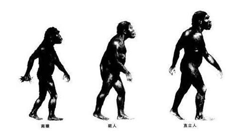 这张图片到底误导了多少人，“人类进化图”只是一个骗局？|骗局|猿猴|进化_新浪新闻
