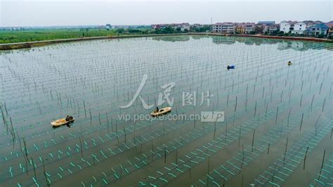 江西新余：水上“种地”忙-人民图片网