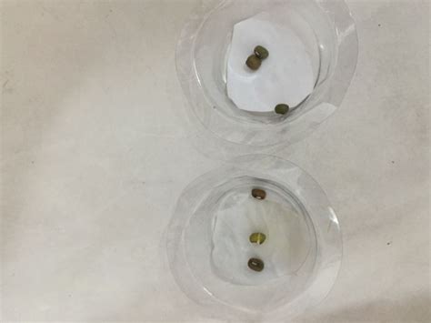 绿豆种子发芽的实验报告 - 范文118