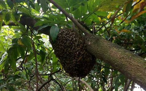 怎样才能找到野生蜜蜂窝，具体方法有哪些 - 农敢网