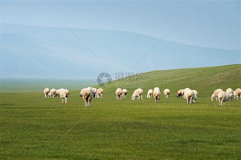草原上吃草的羊群高清图片下载-正版图片500749867-摄图网