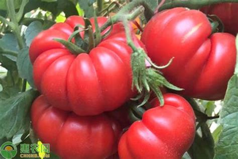 西红柿的种植方法和管理技术(番茄高产种植，省时省力省成本，全程施肥管理方案详细讲解) - 生活 - 布条百科