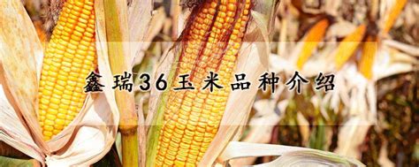 郑单958玉米种简介，适合哪里种植，产量如何-农百科