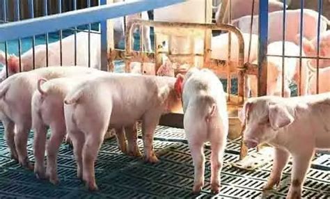 2022年8月29日猪价行情：猪价上涨_青岛润达生物-兽药研发批发厂家,饲料添加剂,动物保健品,噬菌体,无抗减抗
