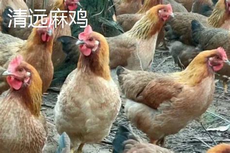 [土鸡批发]土鸡 农家散养大公鸡，肉质鲜嫩，营养美味价格13元/斤 - 惠农网