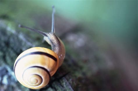 蜗牛的种类介绍（一文带你了解蜗牛） – 碳资讯