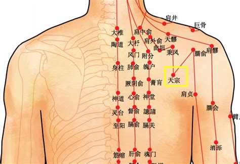 胸部穴位图_腹部穴位图-999穴位网