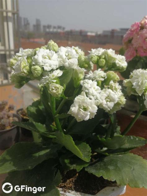长寿花-红粉菲菲图片