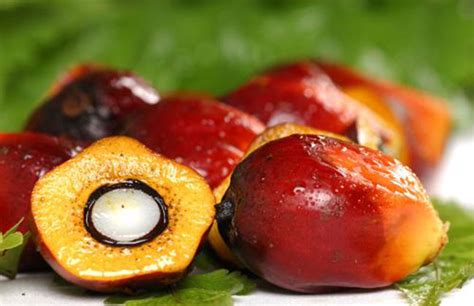 椰子油、棕榈油的区别-椰子油棕榈油生活