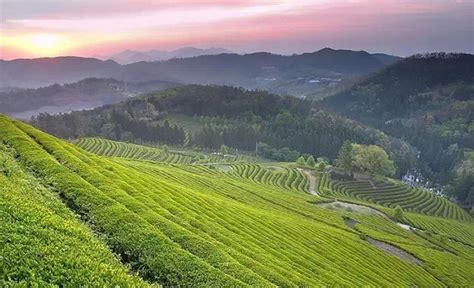 “都匀毛尖茶实物标准样”在黔南州正式发布-贵州旅游在线