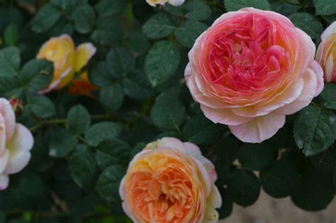 喜欢月季，就选优良品种“罗曼尼·詹森”，花开会变色，甚美！