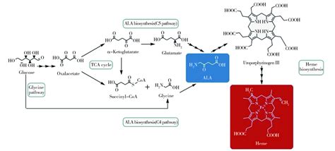 微生物以5-氨基乙酰丙酸为唯一前体物合成血红素的研究进展