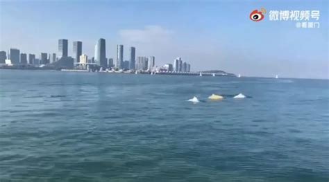 厦门海域惊现“金色海豚”，与两侧白海豚结伴同游！专家如此回应…… | 每经网