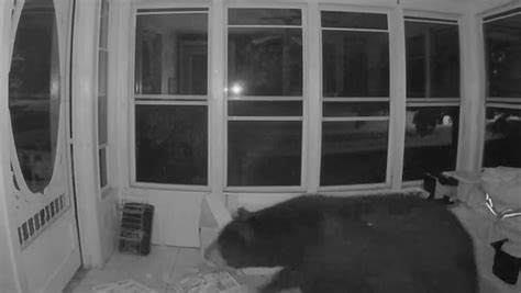 熊出没！ 监控摄像头拍到一黑熊深夜闯入民居觅食