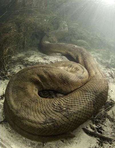 世界上最大的蟒蛇，重量超过一吨，几百斤的鳄鱼能一口吞掉 - 360娱乐，你开心就好