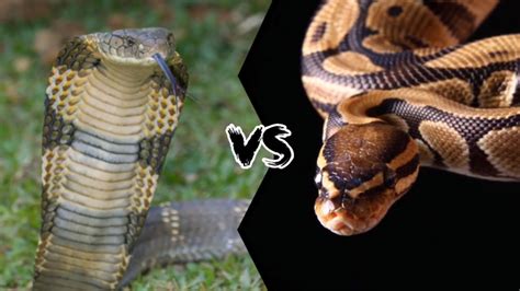 眼镜王蛇大战蟒蛇 最致命最大的两种爬行动物谁能赢？_腾讯视频