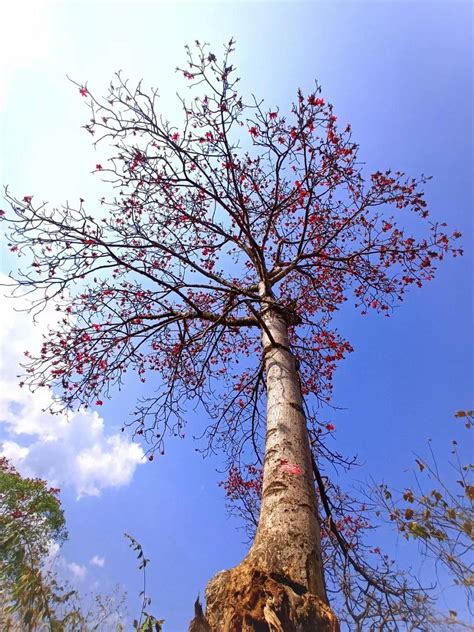 木棉花树图片