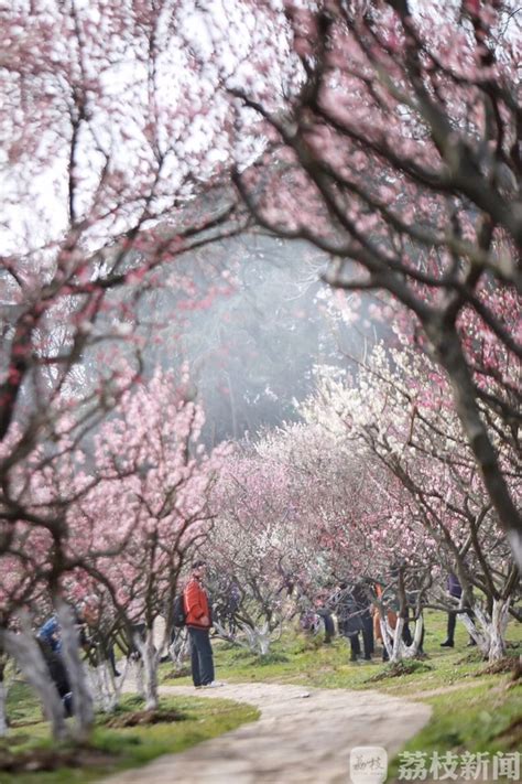 最是一年春好处 南京古林公园牡丹盛开_荔枝网新闻