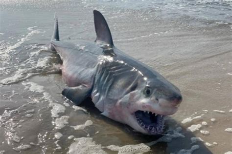 美国长岛海滩惊现大白鲨尸体，此前鲨鱼袭击游客事件频发_弗兰克·奎维多_警方_新闻稿