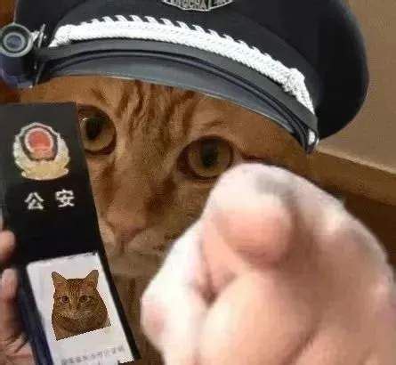 猫咪警察指人表情包下载,猫咪警察指人表情包图片下载 v1.0 - 浏览器家园