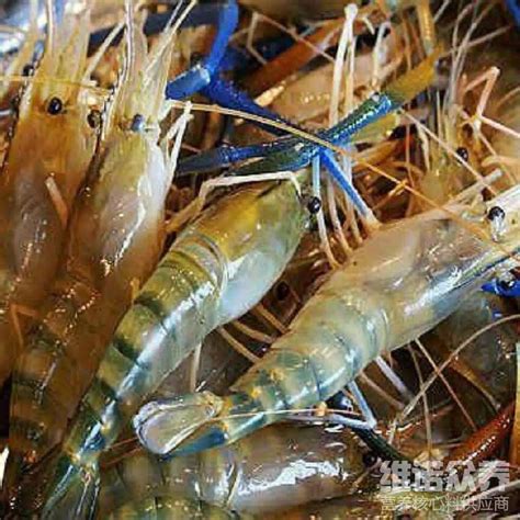 罗非鱼混养罗氏沼虾，200斤/亩罗氏沼虾，增加收入4000+！_养殖一点通