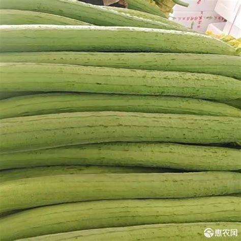 [鲜花丝瓜批发]寿光产地丝瓜，一手货源可对接超市，电商，批发市场价格2.1元/斤 - 惠农网
