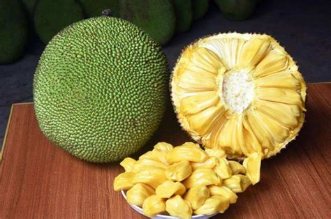 菠萝蜜核的功效与作用，不仅能减肥瘦身还能益气通乳 — 爱达夫养生