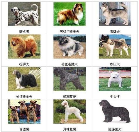 《河南省限养区内禁养犬只名录》（征求意见稿）公布 50种猛犬拟禁养-大河网