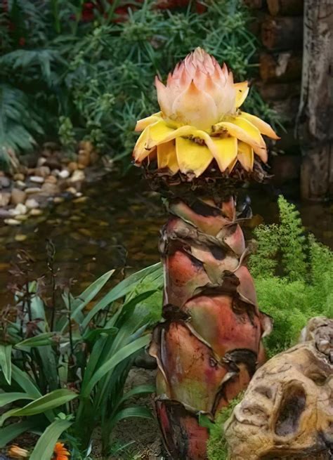 佛教圣花“地涌金莲”：想必是花卉中最具修为与道行的植物了 – 宜都市大博雅盆景园