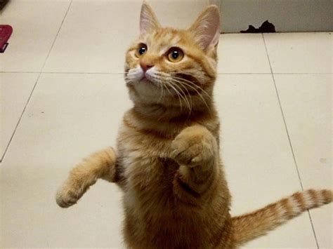 非主流猫站立头像