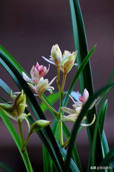 史上最美最罕见的兰花品种大全，看花眼了！|兰花|花眼|大花蕙兰_新浪新闻